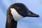 Canada Goose portrait