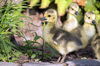 Canada Goose chicks