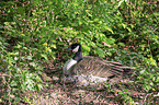 brooding Canada Goose