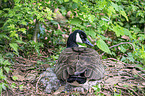 brooding Canada Goose