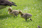 Canada Geese