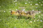 Canada Goose chicks
