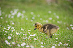 Canada Goose chick