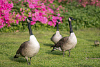 Canada Geese