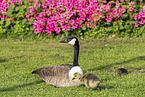 Canada Geese