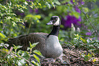 brooding Canada Goose