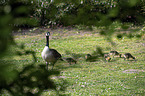 Canada Geese