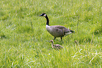 Canada Geese