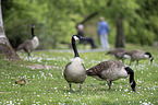 Canada Geese