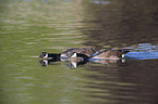 Canada Geese