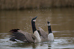 Canada geese