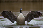 Canada goose