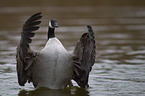 Canada goose