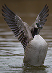 Canada goose