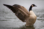 Canada goose