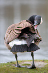 Canada goose