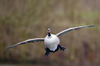 Canada goose