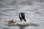 Canada goose