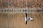 Canada goose