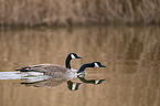 Canada geese