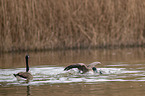 Canada geese