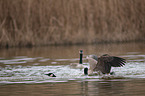 Canada geese