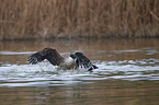 Canada geese