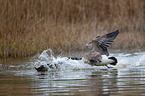 Canada geese