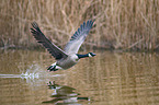 Canada goose