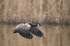 Canada goose