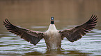 Canada goose