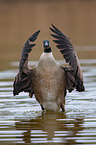 Canada goose