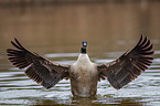 Canada goose