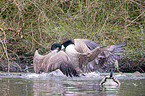 Canada geese fight with each other