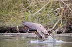 Canada Goose