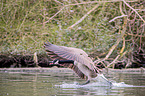 Canada Goose