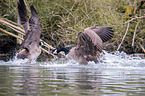 Canada geese fight with each other