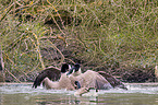 Canada geese fight with each other