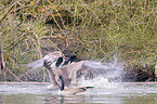 Canada geese fight with each other