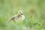 Canada goose chick