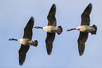 Canada geese