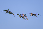 Canada geese