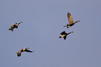 Canada geese