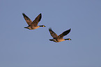 Canada geese