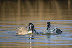 Canada geese