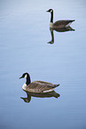 Canada geese