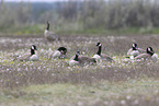 Canada geese