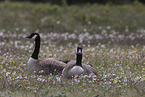 Canada geese