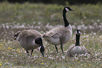 Canada geese