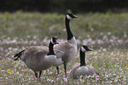 Canada geese